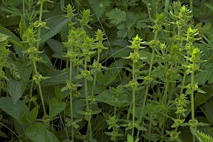 Cruciata laevipes Crosswort