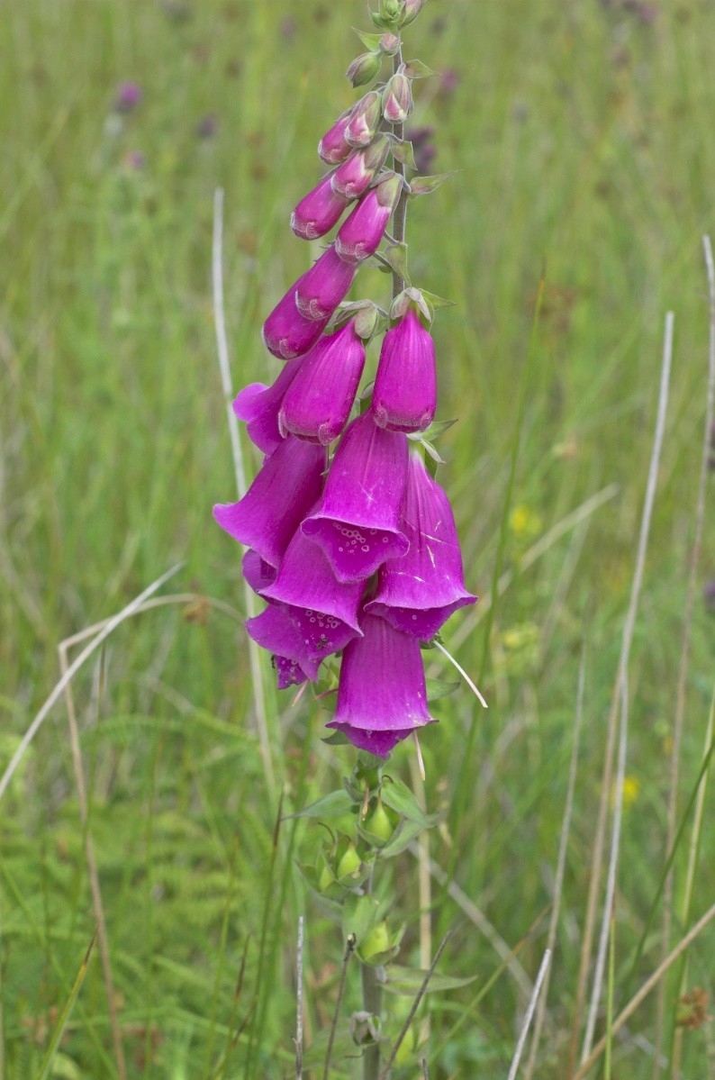 Digitalis purpurea - &copy; Charles Hipkin