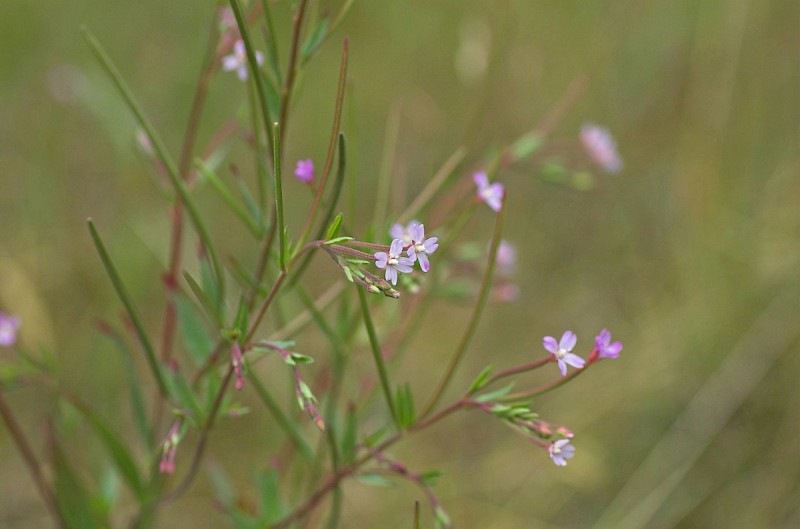 Epilobium ciliatum - &copy; Charles Hipkin