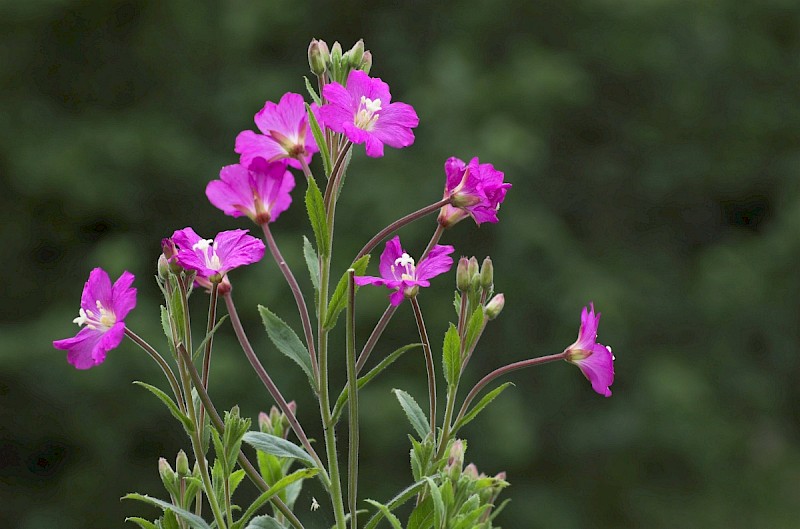 Epilobium hirsutum - © Charles Hipkin