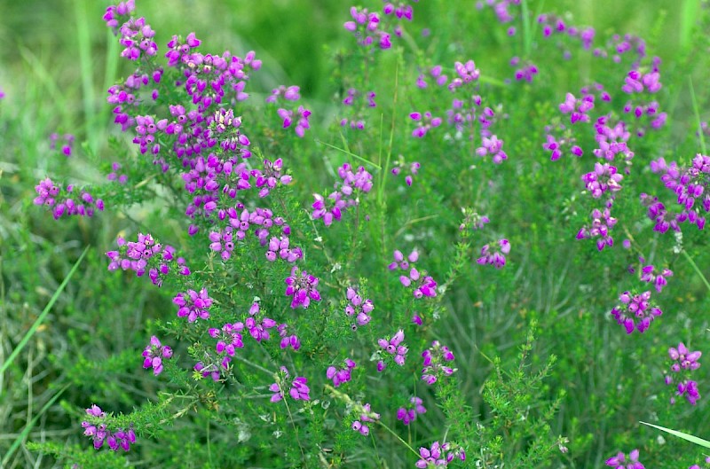 Erica cinerea - © Charles Hipkin