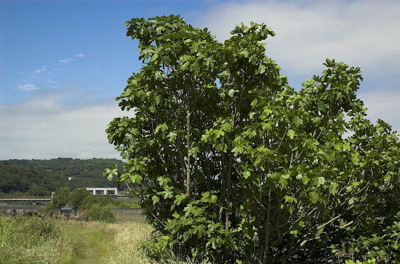 Ficus carica - &copy; Charles Hipkin