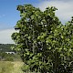 Ficus carica