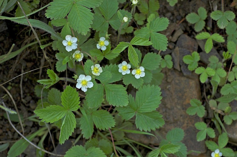 Fragaria vesca - &copy; Charles Hipkin