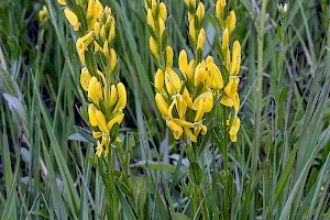 Genista tinctoria Dyer's Greenweed