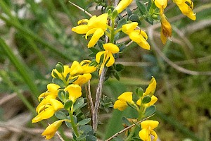 Genista anglica Petty whin