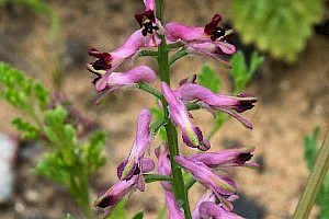 Fumaria officinalis Common Fumitory