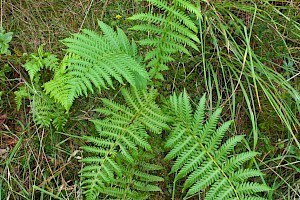Oreopteris limbosperma Lemon-scented Fern