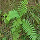 Oreopteris limbosperma