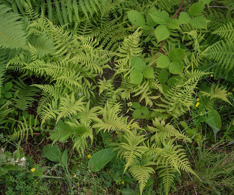 Phegopteris connectilis - &copy; Charles Hipkin