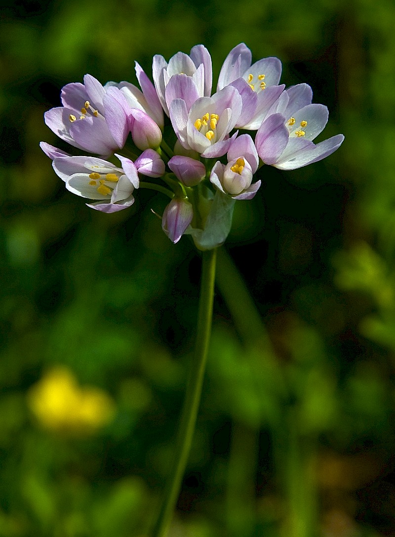 Allium roseum - © Charles Hipkin