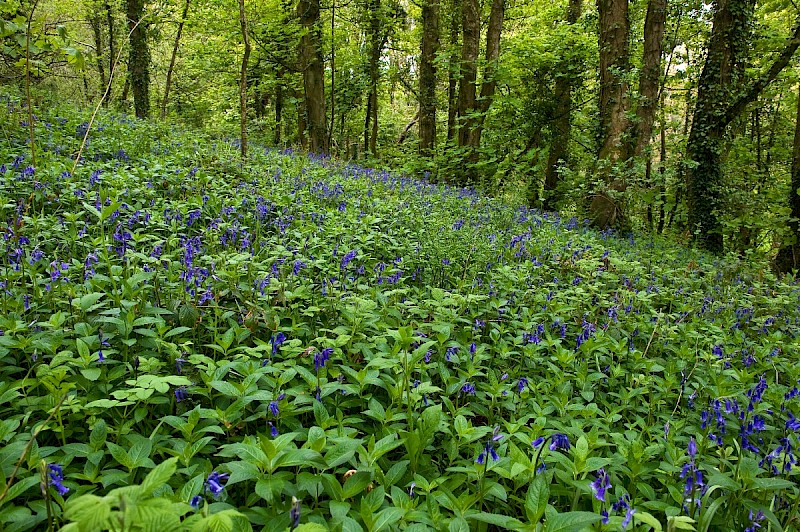 Hyacinthoides non-scripta - © Charles Hipkin