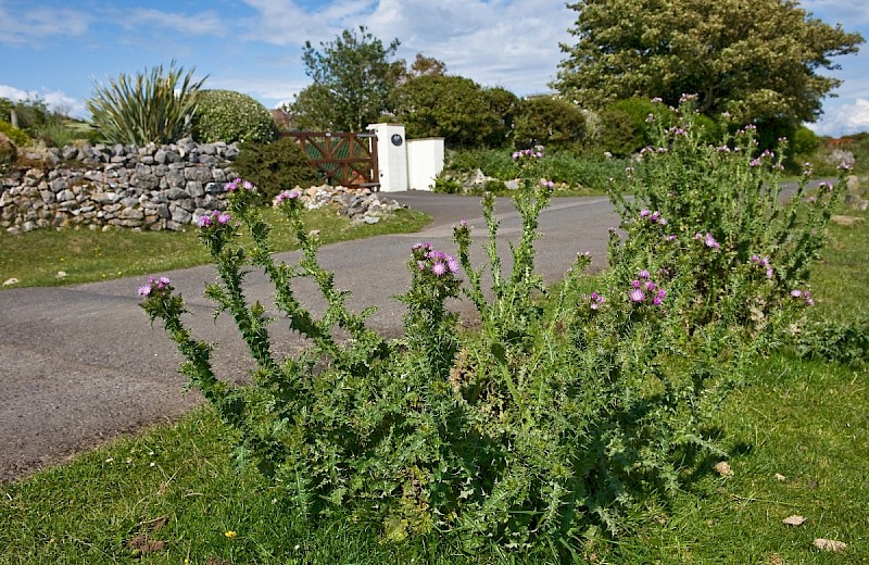 Carduus tenuiflorus - © Charles Hipkin