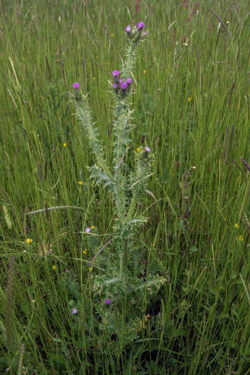 Carduus tenuiflorus - © Charles Hipkin