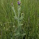 Carduus tenuiflorus