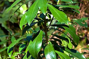 Daphne laureola Spurge-laurel
