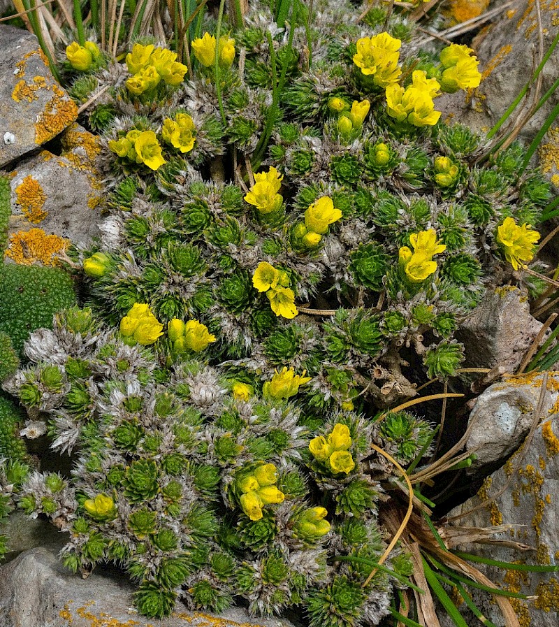 Draba aizoides - © Charles Hipkin