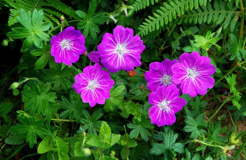Geranium sanguineum - © Charles Hipkin
