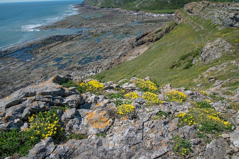Helianthemum oelandicum - © Charles Hipkin