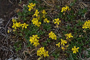 Helianthemum oelandicum Hoary Rock-rose