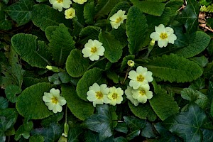 Primula vulgaris Primrose