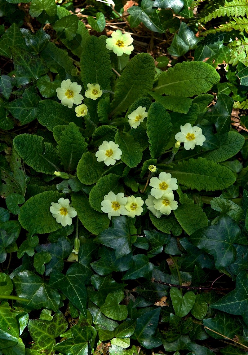 Primula vulgaris - &copy; Charles Hipkin