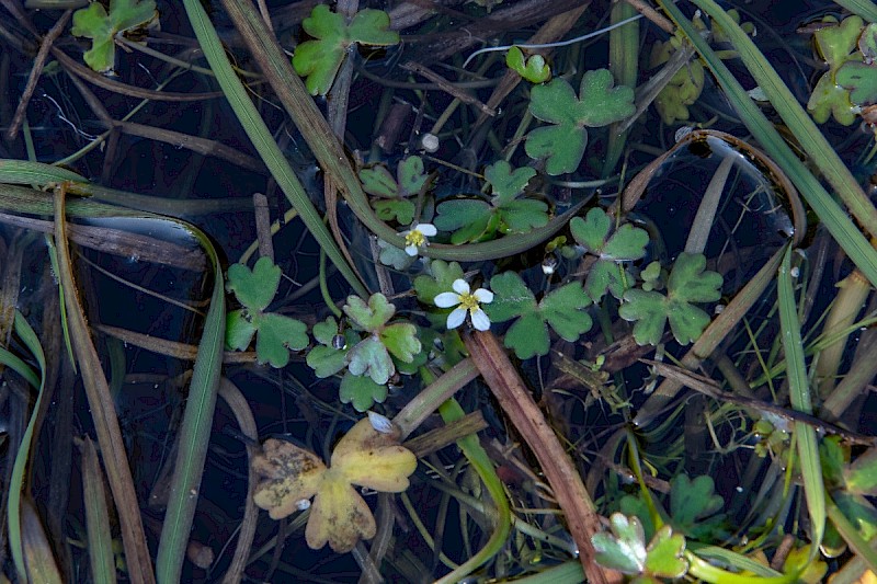 Ranunculus tripartitus - &copy; Charles Hipkin