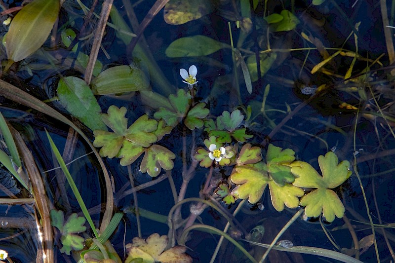 Ranunculus tripartitus - &copy; Charles Hipkin