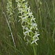Platanthera bifolia