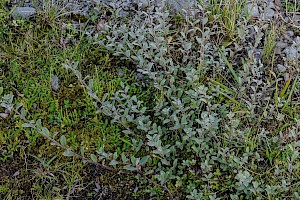 Salix repens Creeping Willow