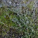 Salix repens