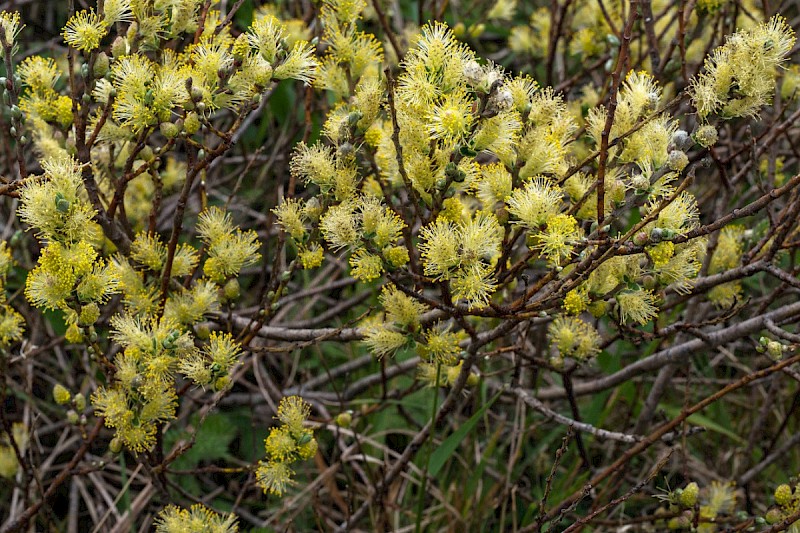 Salix repens - &copy; Charles Hipkin