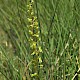 Neottia ovata