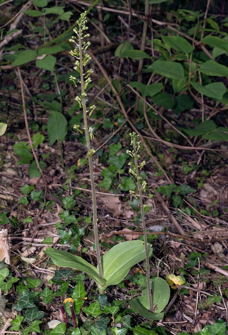 Neottia ovata - &copy; Charles Hipkin