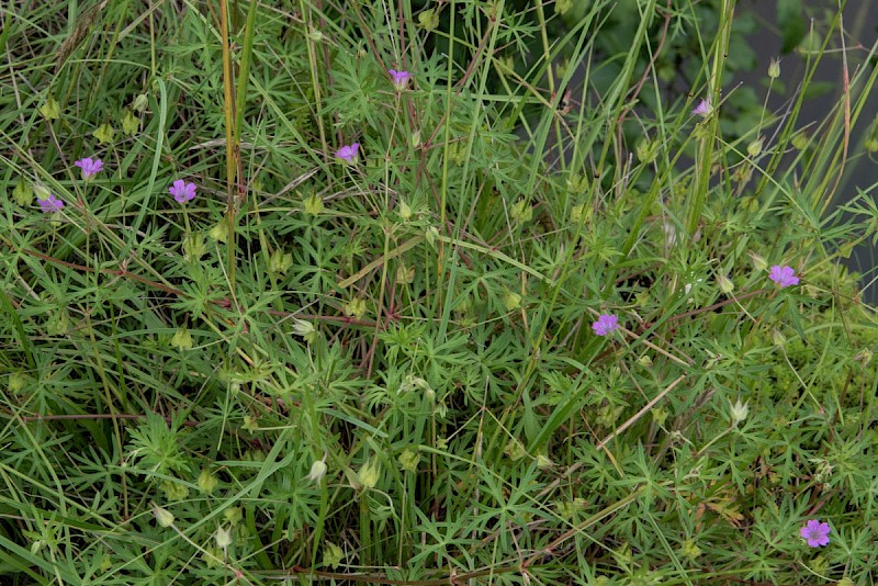 Geranium columbinum - &copy; Charles Hipkin