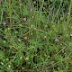 Geranium columbinum