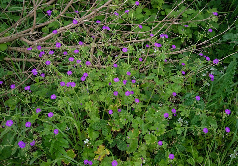 Geranium pyrenaicum - © Charles Hipkin