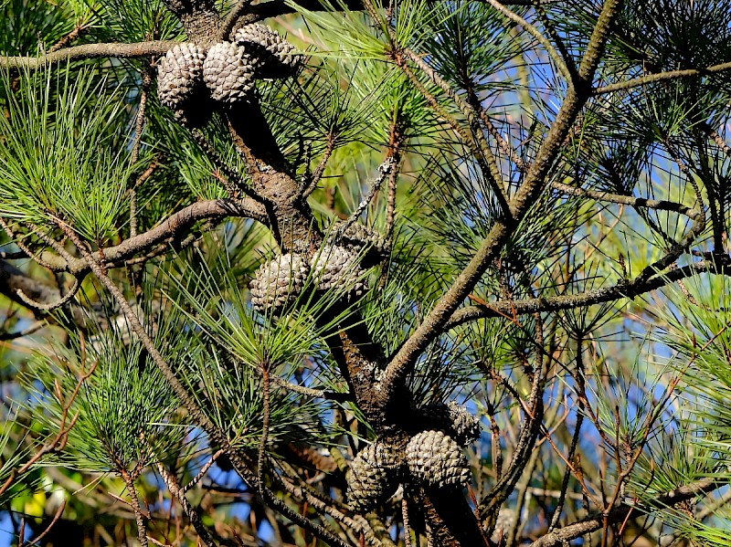 Pinus nigra subsp. laricio - &copy; Charles Hipkin