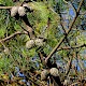 Pinus nigra subsp. laricio