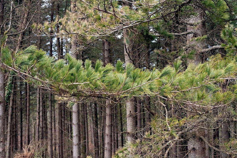 Pinus peuce - &copy; Charles Hipkin