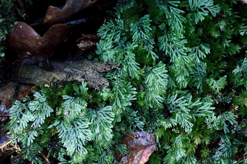 Hymenophyllum tunbrigense - © Charles Hipkin