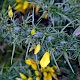 Ulex gallii