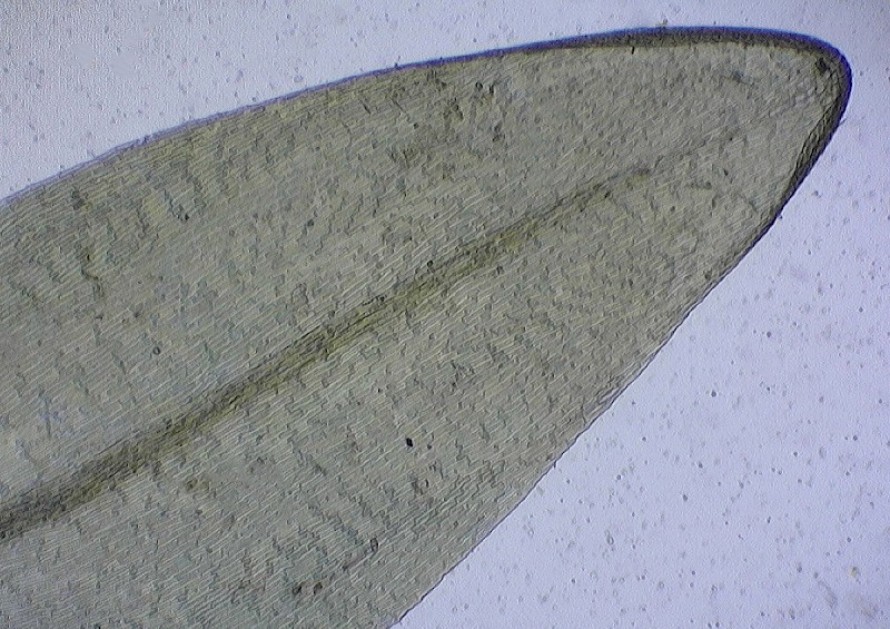 Straminergon stramineum - &copy; Charles Hipkin