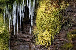 Sphagnum cuspidatum Feathery Bog-moss
