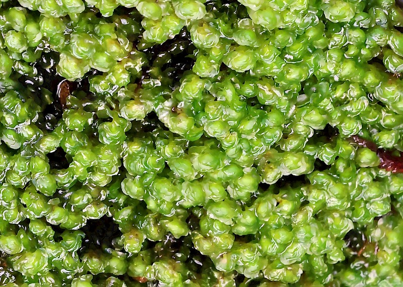 Scapania undulata - &copy; Charles Hipkin