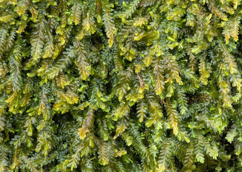 Saccogyna viticulosa - &copy; Charles Hipkin