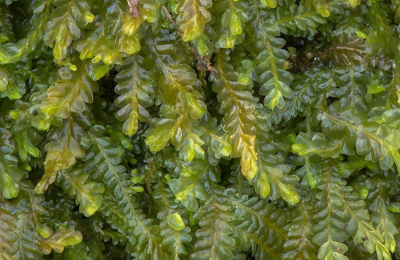 Saccogyna viticulosa - &copy; Charles Hipkin