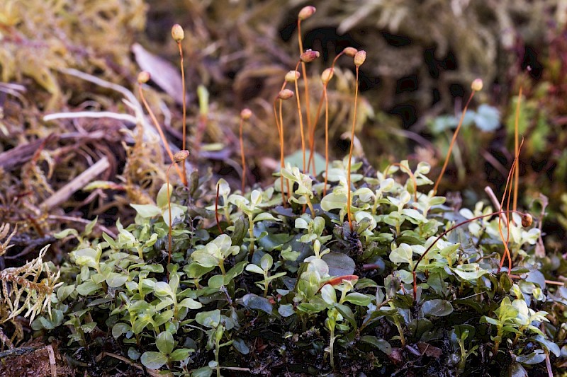 Rhizomnium punctatum - &copy; Charles Hipkin