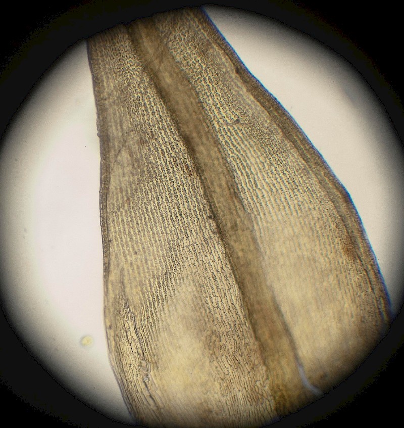 Racomitrium sudeticum - &copy; Charles Hipkin