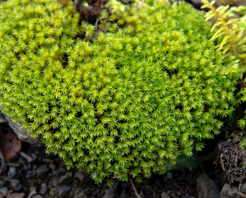 Racomitrium aciculare - &copy; Charles Hipkin